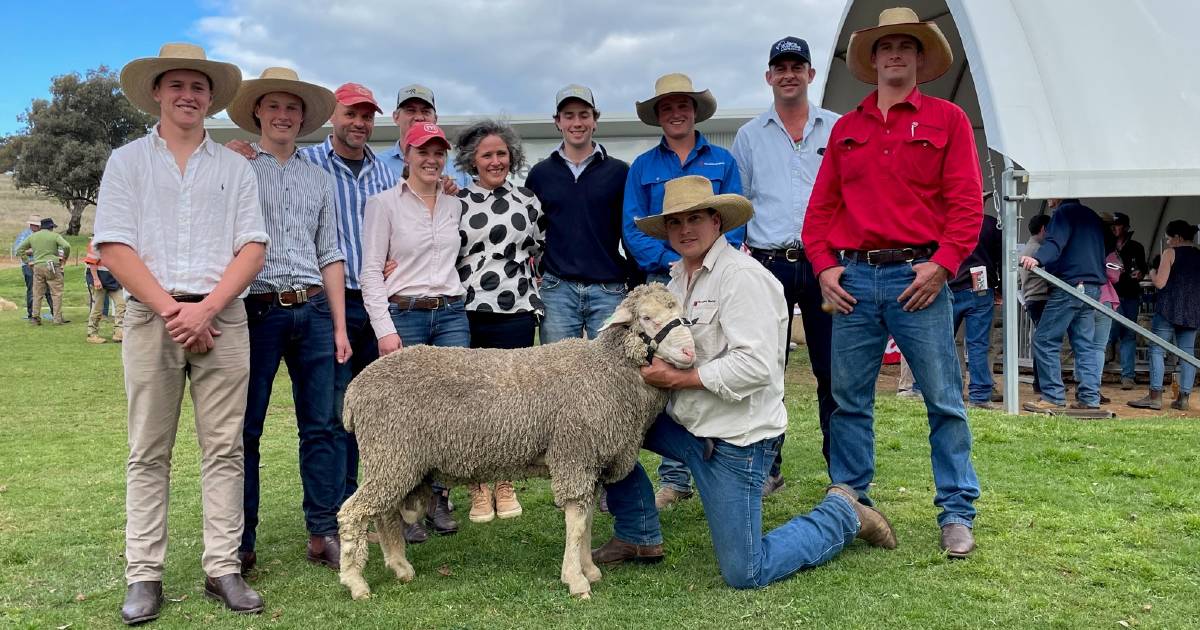 Top Merino ram sale average in NSW for 2022 | The Land