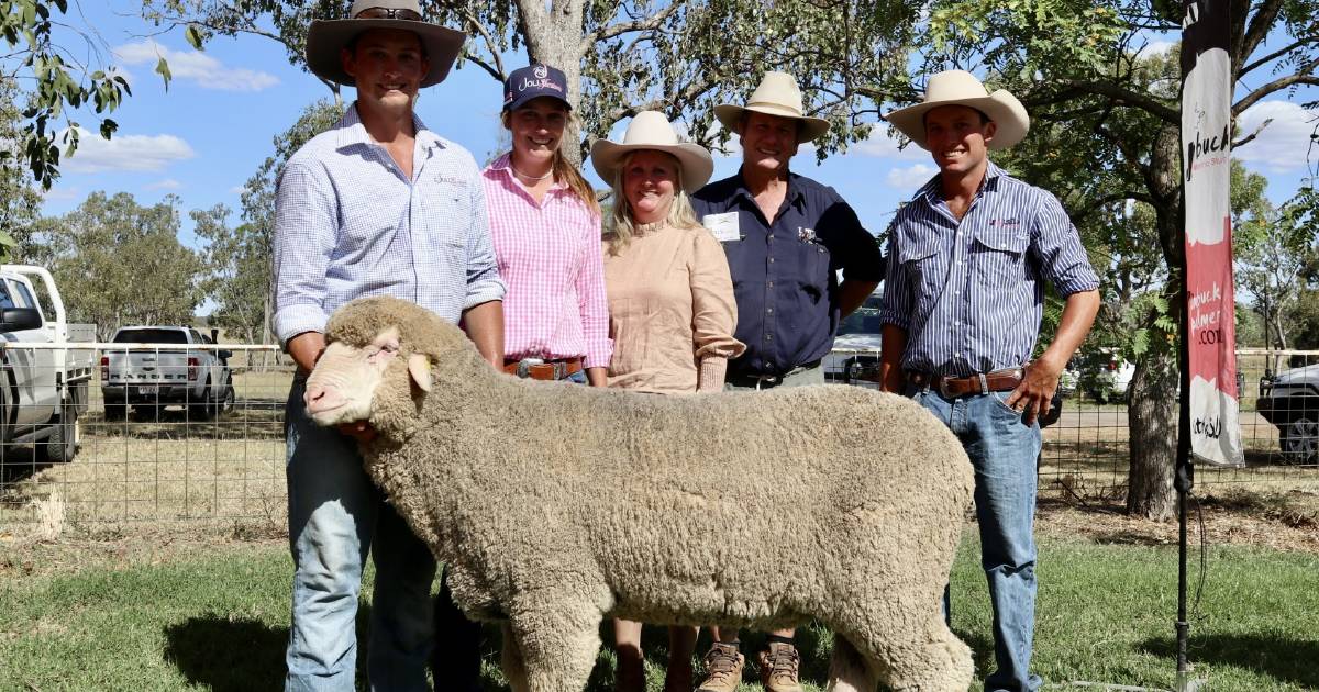 Jolly Jumbuck poll ram almost doubles previous top-price at annual sale | Queensland Country Life