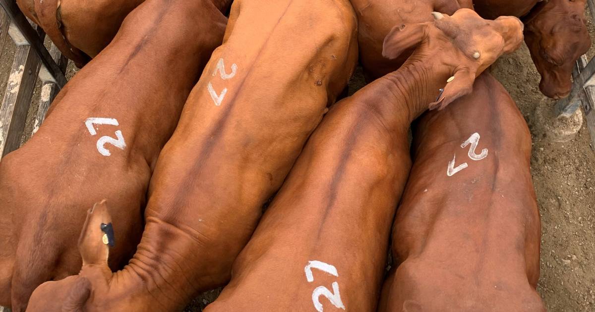 Angus cross weaner steers sell to $1710/head at Toogoolawah store sale | Queensland Country Life