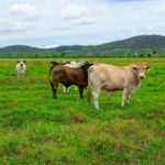 Beef Australia announces new stud cattle championship committee ahead of 2024 event | Queensland Country Life