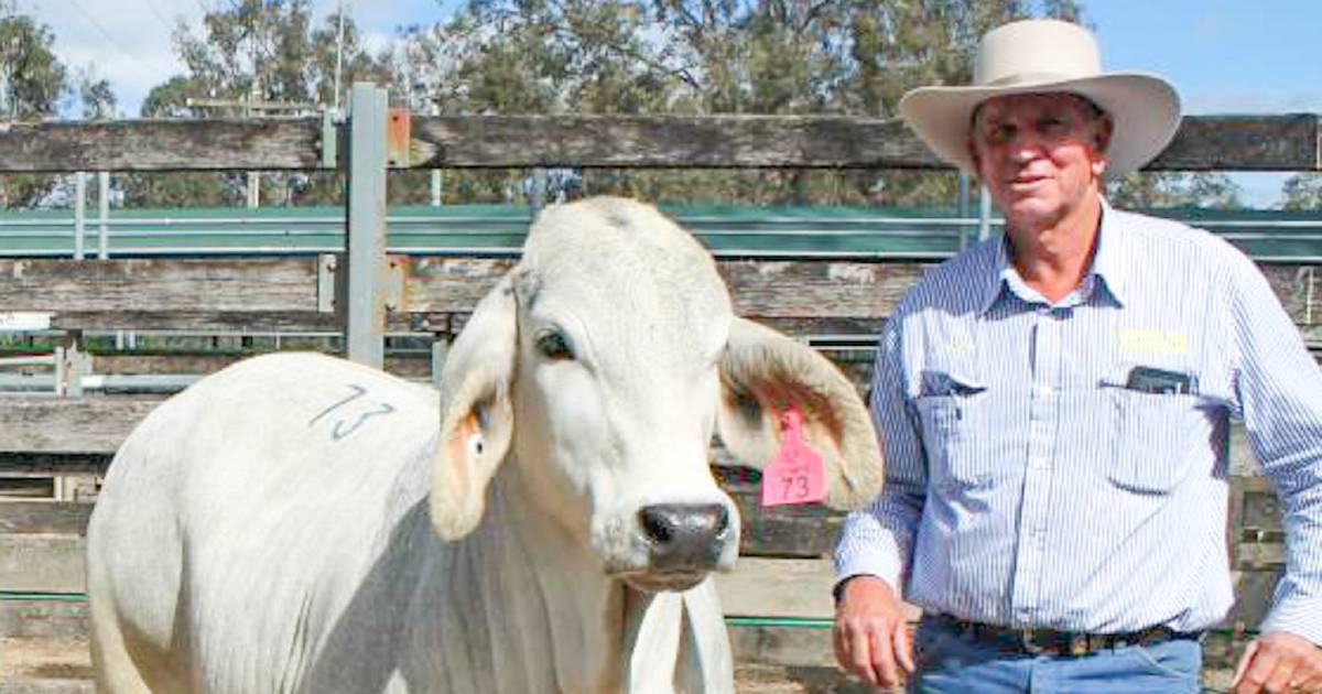 Brahman breeder injured by bull near Gympie