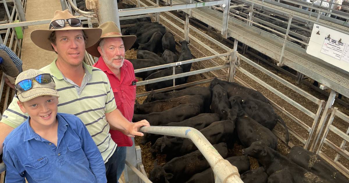 Buyer demand lifts for day two of annual Wodonga weaner sales | January 4 | The Land