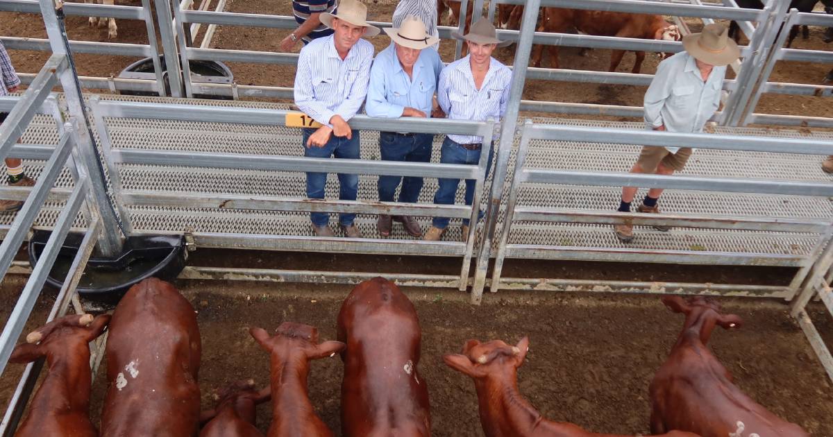 Weaner steers make $1700 at Beaudesert’s first 2023 sale | Queensland Country Life