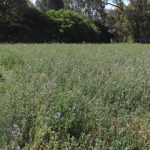 Groups file lawsuit to overturn lesser prairie chicken listing