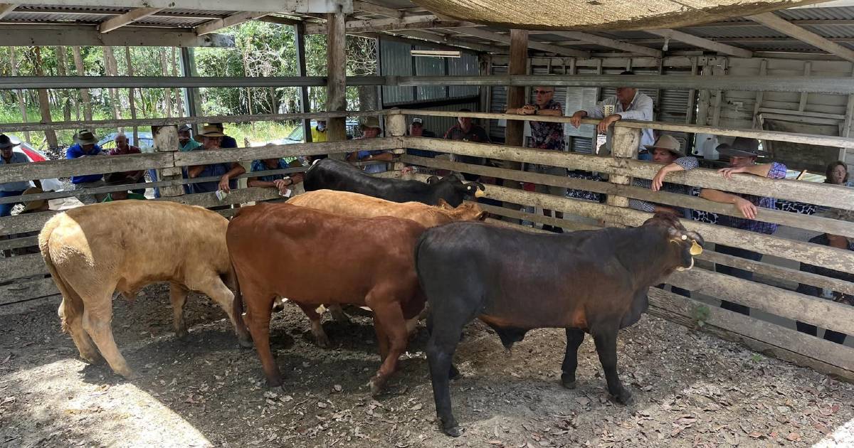 Cows and calves sell for $1980 at Eumundi | Queensland Country Life