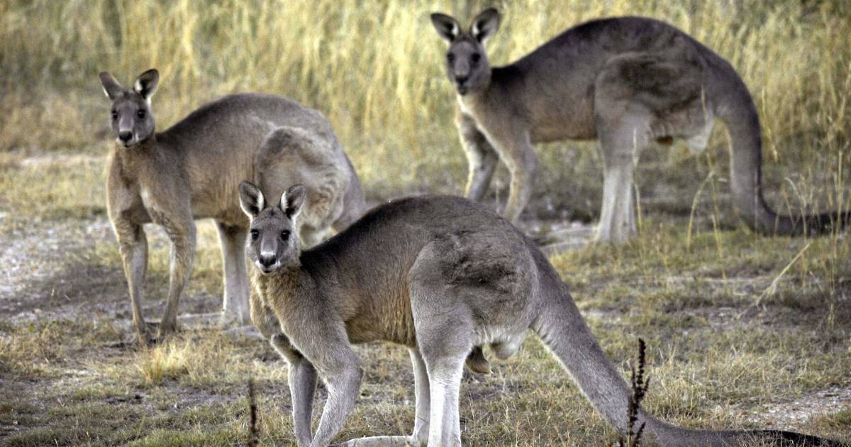 Animal activists call for roo culling pause due to floods