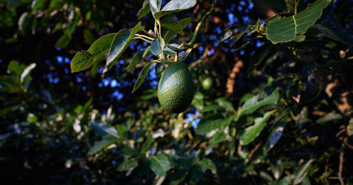 Auckland to host 10th World Avocado Congress in April 2023 | North Queensland Register