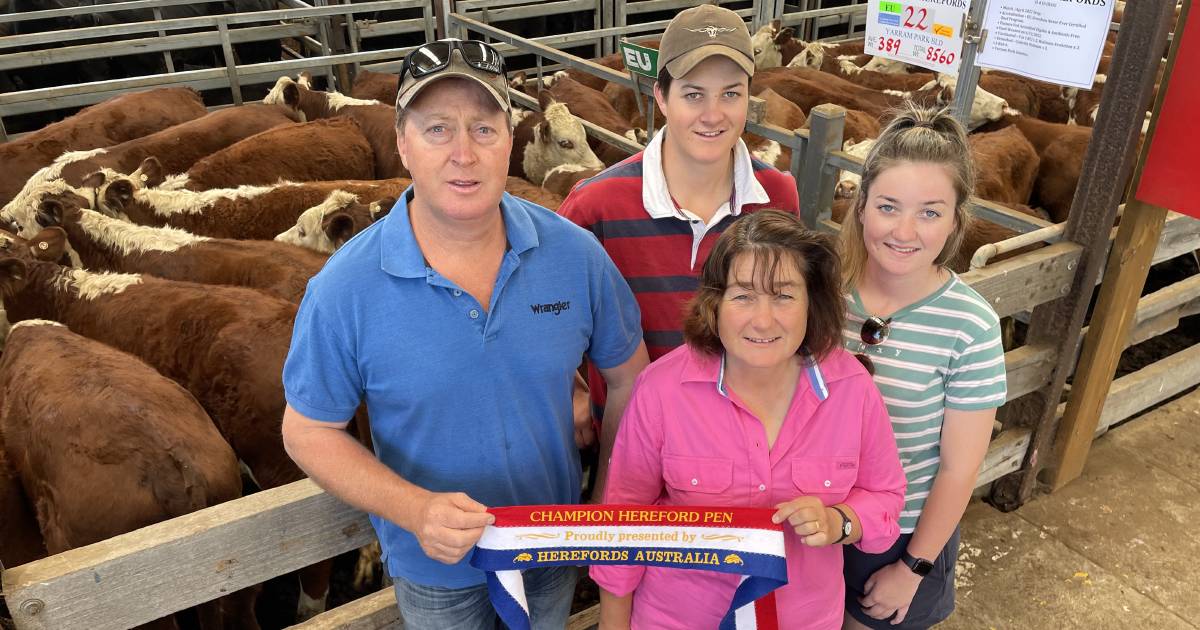 Feedlotters buy up heavier cattle at Hamilton's all breed feature weaner sale