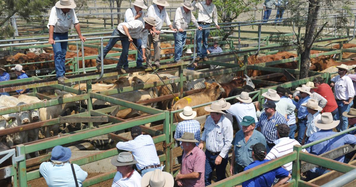 Quality weaners in demand from restockers at Moreton