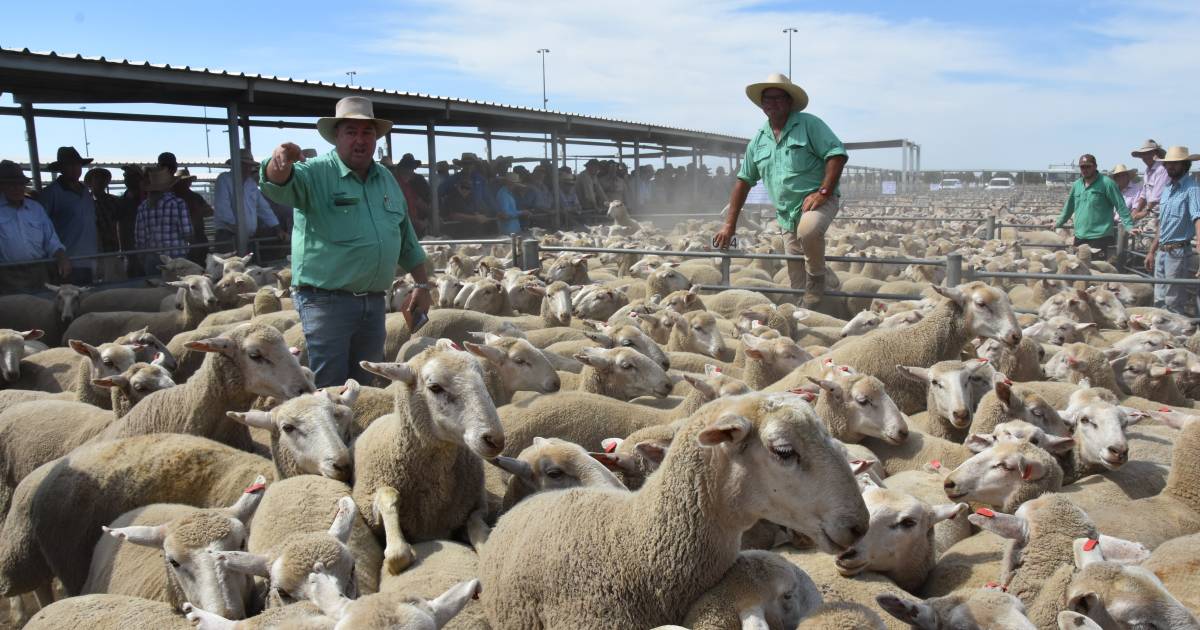 Lamb price gap widens between the best and the rest