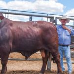 Buyer demand lifts for day two of annual Wodonga weaner sales | January 4 | The Land