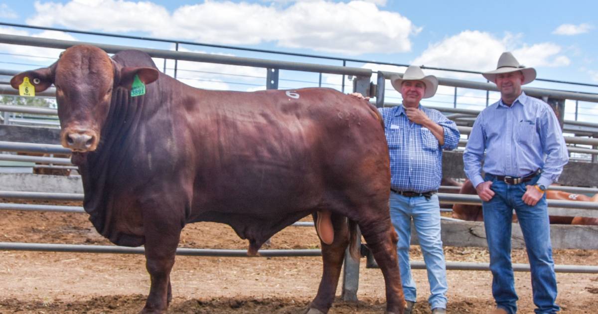 Bauer family search for Warralea bloodlines after 1987 dispersal