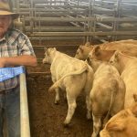 First-cross ewes at Yass sell to $322 | The Land