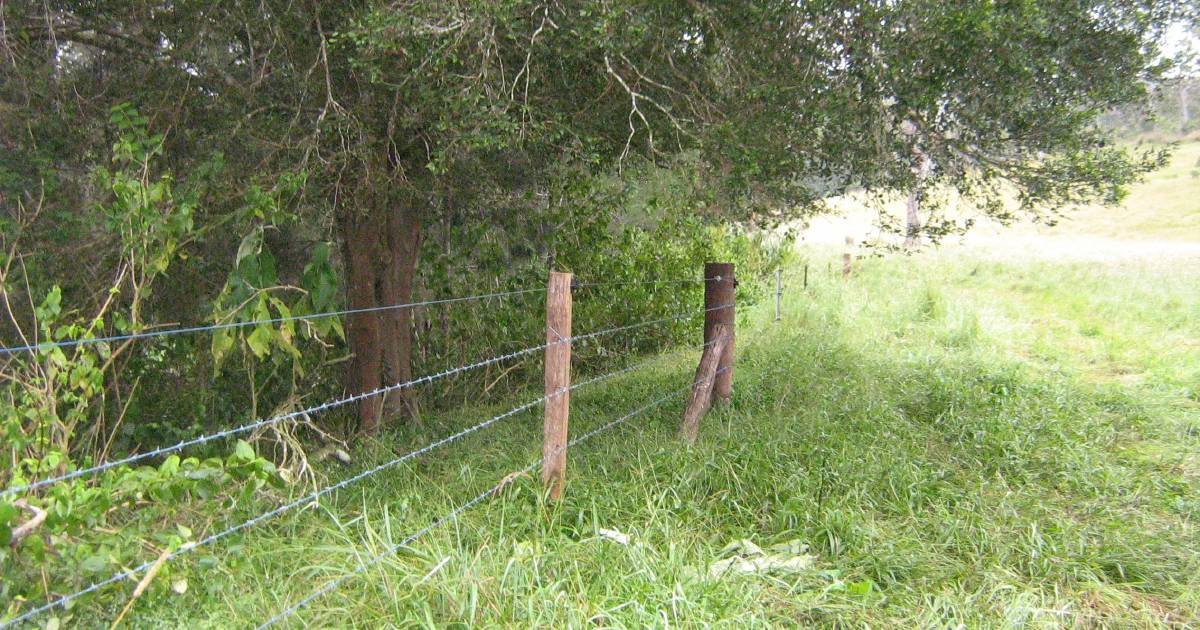 Mackay Whitsunday Isaac landholders invited to apply for fencing and off stream
watering point grants | North Queensland Register