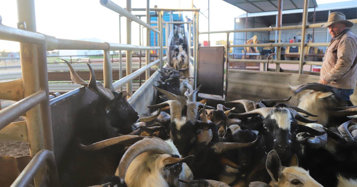 Goat producers on edge as prices more than halve | Queensland Country Life