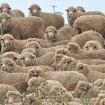 Colac agents and vendors pleased with feature weaner sale, despite lower weights