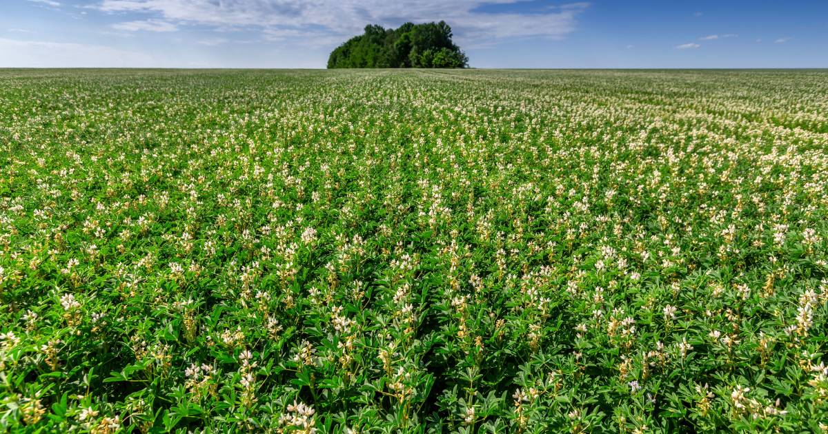 Wide Open Agriculture aiming to scale up