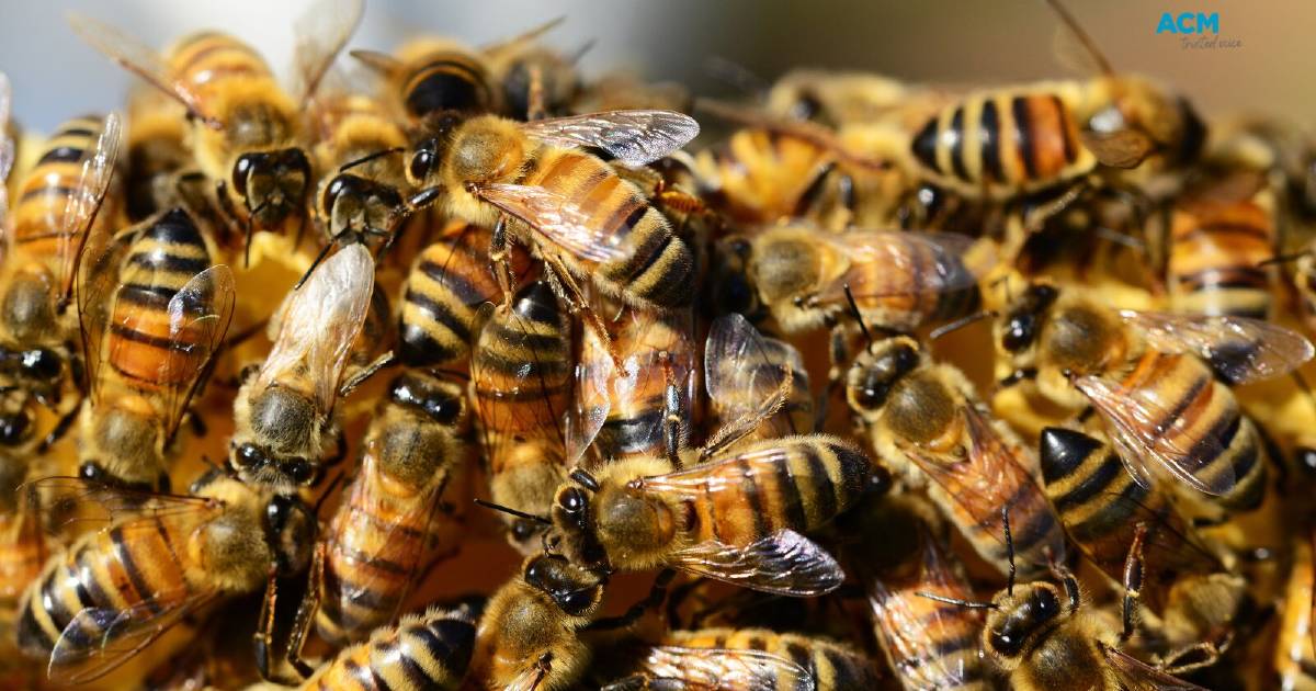 Varroa | DPI reminds beekeepers of mandatory surveilance | The Land