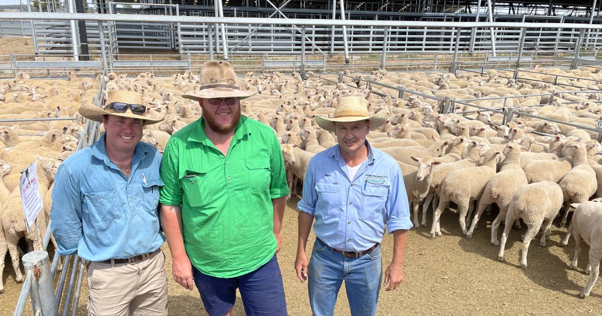 Forbes ewe lambs sell to $350 a head | The Land