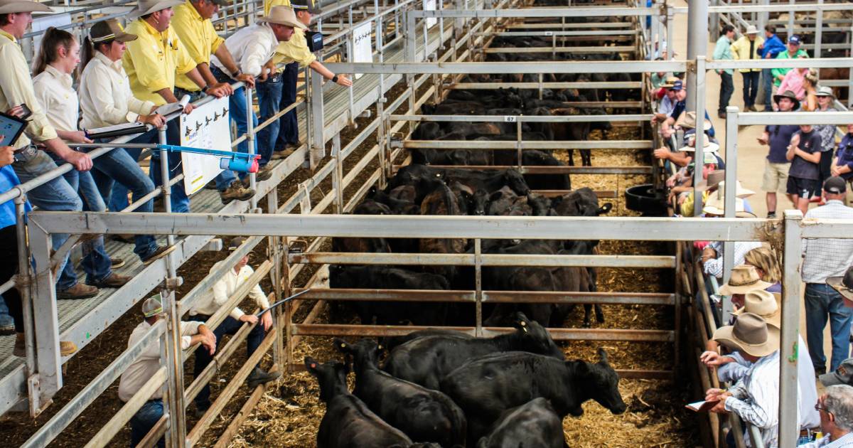 Photos: Ray White Blue Ribbon Grown and Weaner sale | January 3