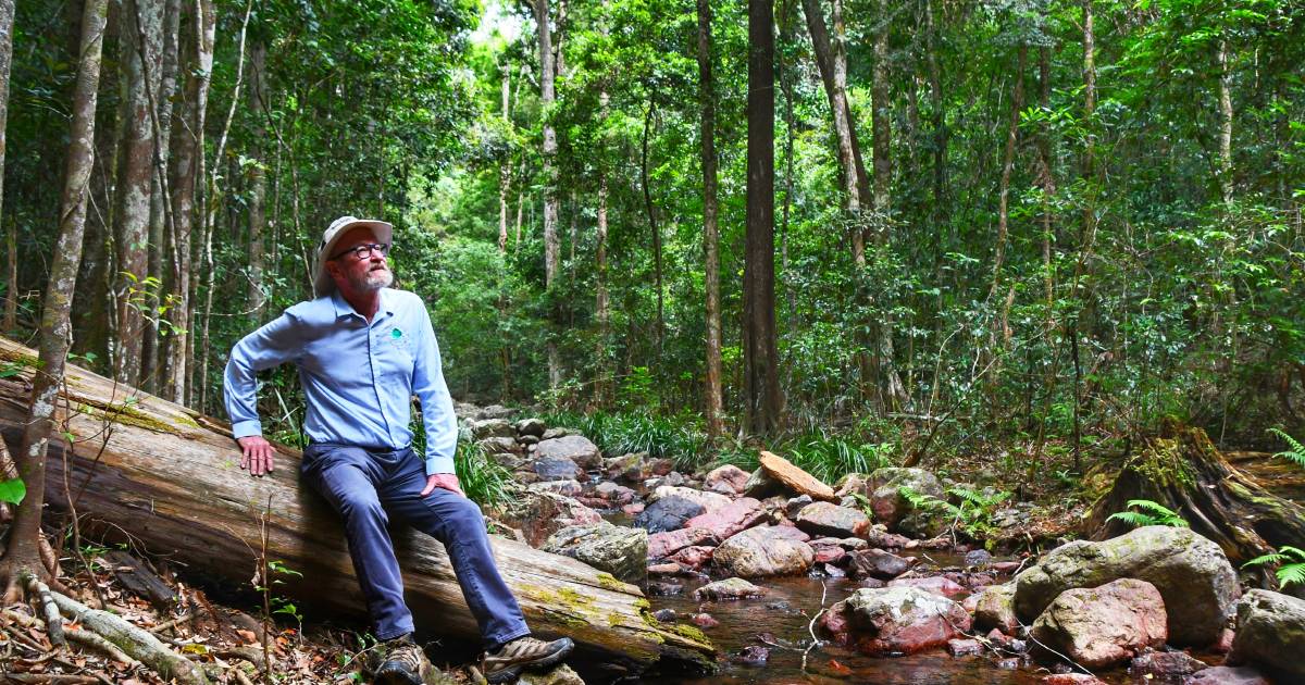 Wild tree hunt for Australia’s ‘gift to the world’ | Queensland Country Life