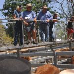 Croc, roo, Bundy rum and buffalo: Meet a true Aussie pie master