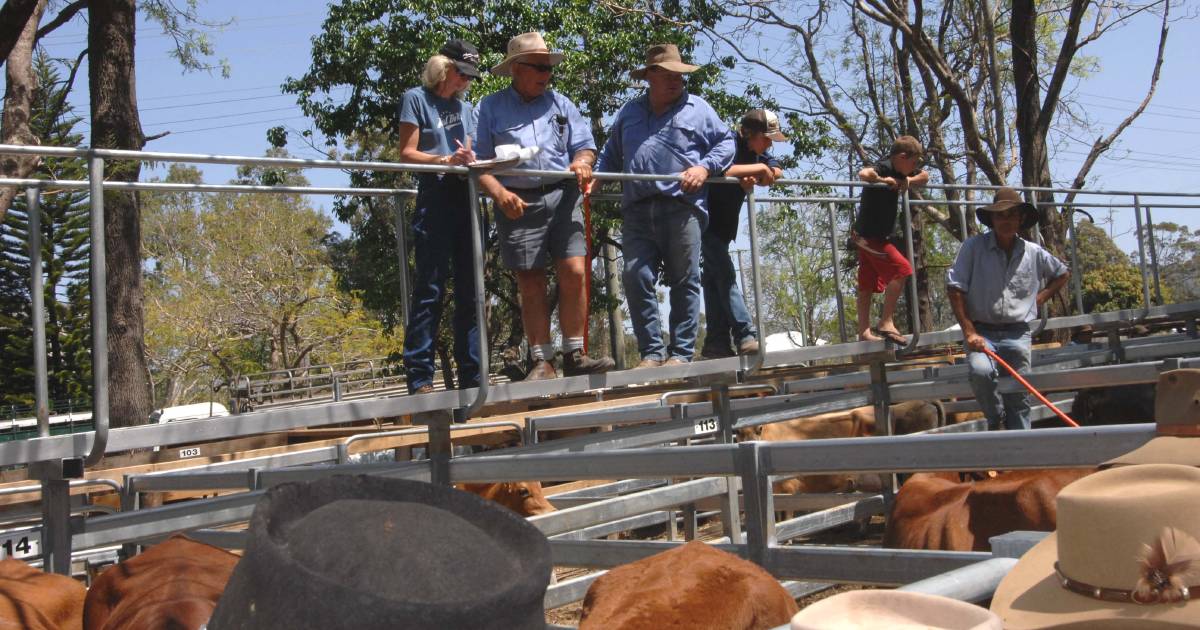 Cows, weaner steers firm at Woodford