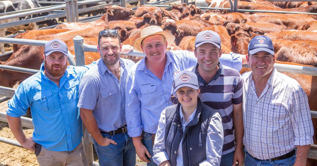 Mt Gambier steers sell to $2500 high