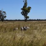 Boyup Brook ute and truck muster is back | Farm Weekly