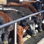 Incredible images capture summer branding at Hamilton Park Wagyu