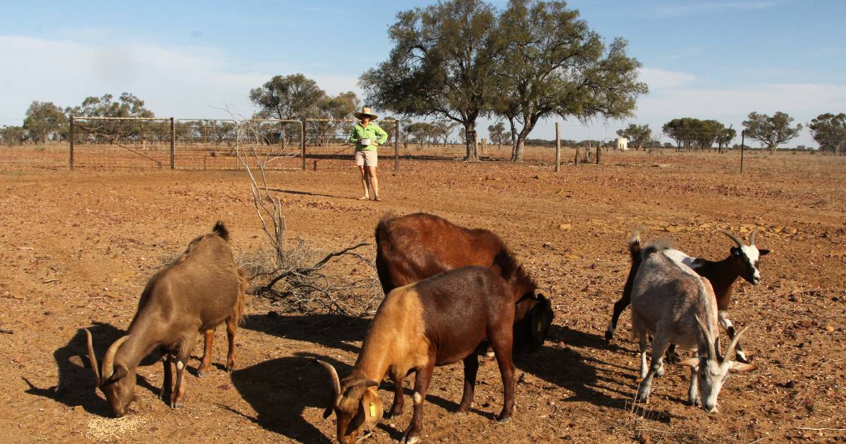 Queensland Goat Group bring producers from Townsville to Warwick together | Queensland Country Life