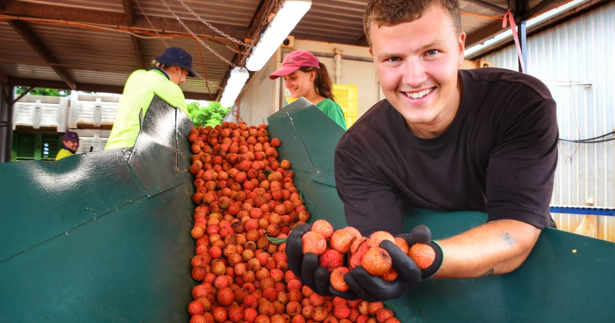 Lychee love leads to 'amazing' season for growers