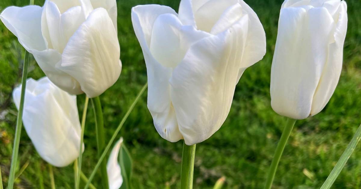 Tulips are a tantalising choice | In Fiona's Garden