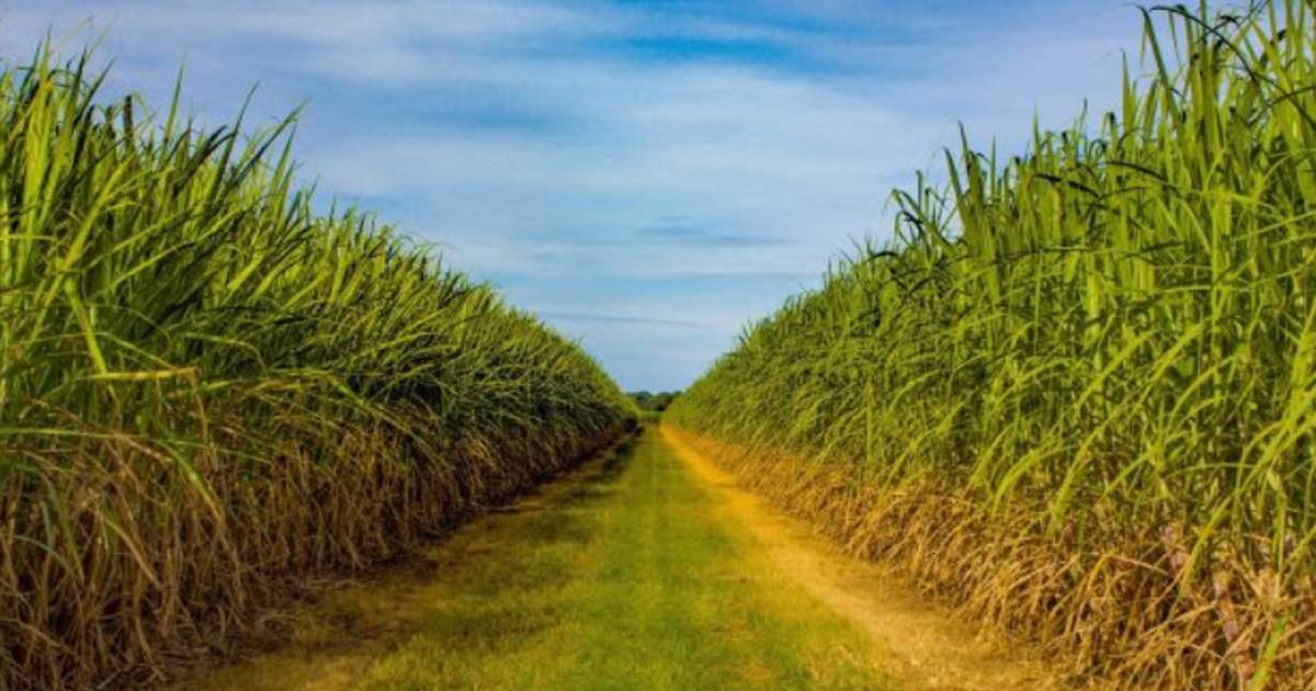 Sugarcane breakthrough delivers more efficient renewable fuels