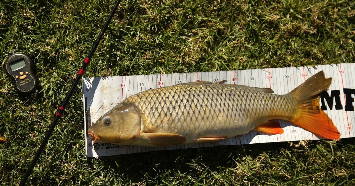 Carp mass spawning events in river systems | The Land