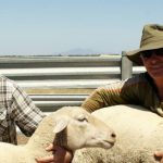 Day 2 at ANZ Crookwell flock ewe competition| Photos