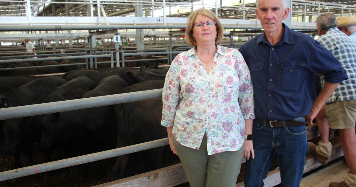 Lighter cattle but excellent quality at Wangaratta