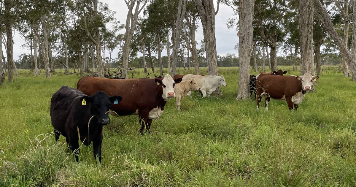 Ground-breaking genomics research compares breeds | The Land