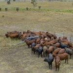 Robot dingo built by James Cook University’s Area 61 for cattle research | Queensland Country Life