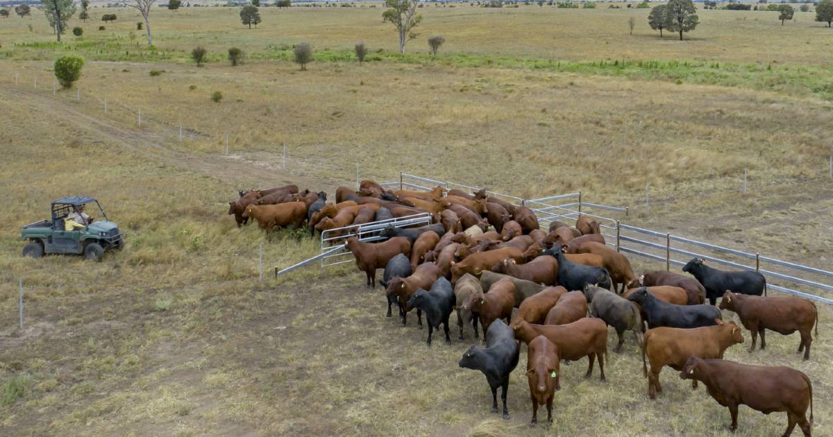 Stand out Wandoan cattle country heads to auction | Video