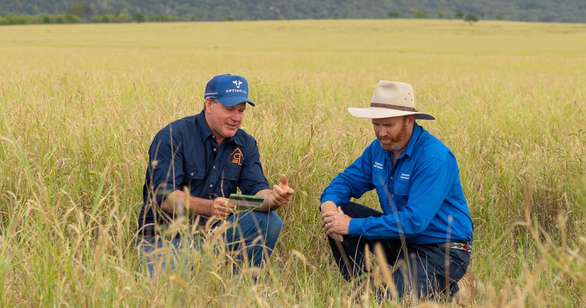 Pasture dieback returns after wet weather