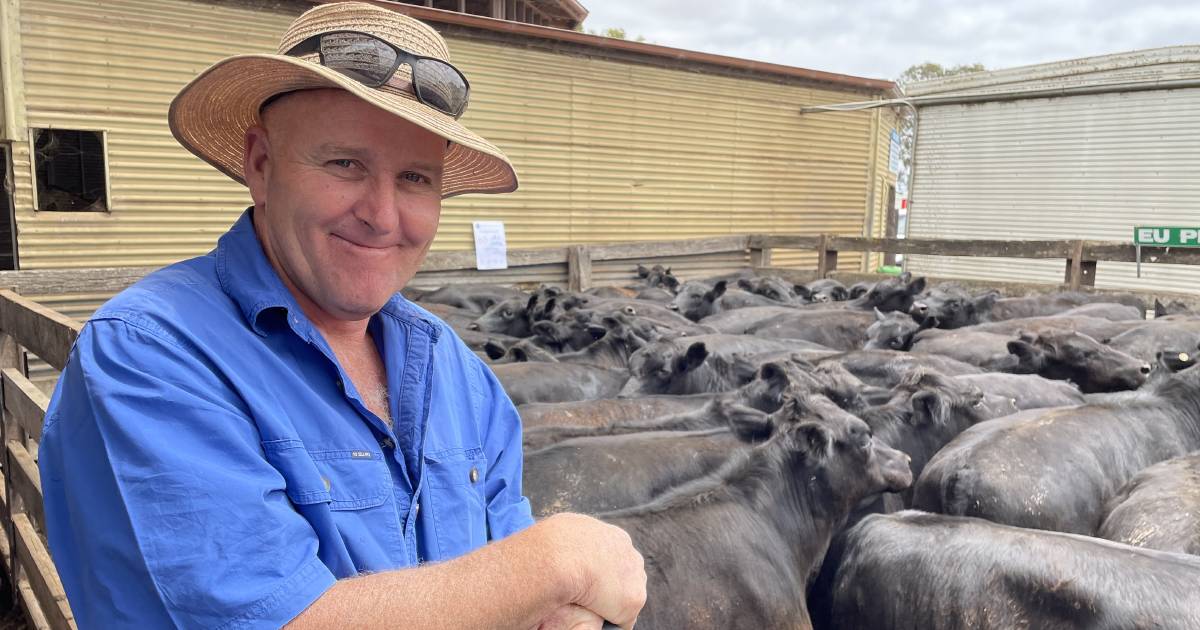 Hamilton Angus steers exceed expectations as weaner cattle prices pass $2000