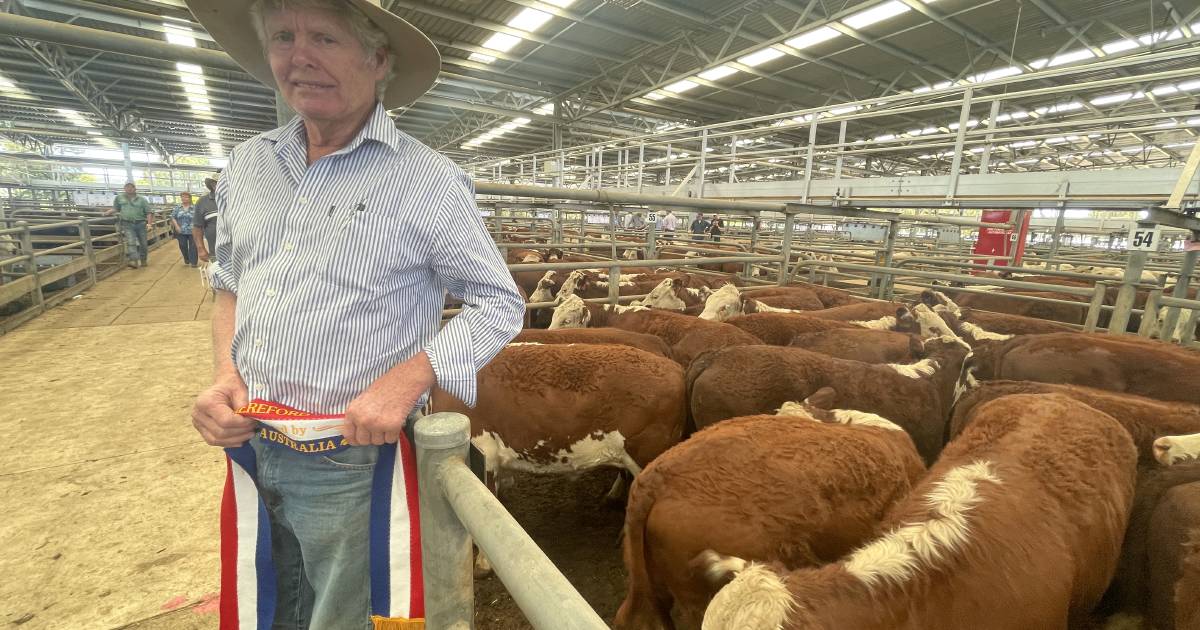 Black baldy heifers top at Wangaratta