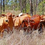 Dispersal females head 2200km north to Malanda