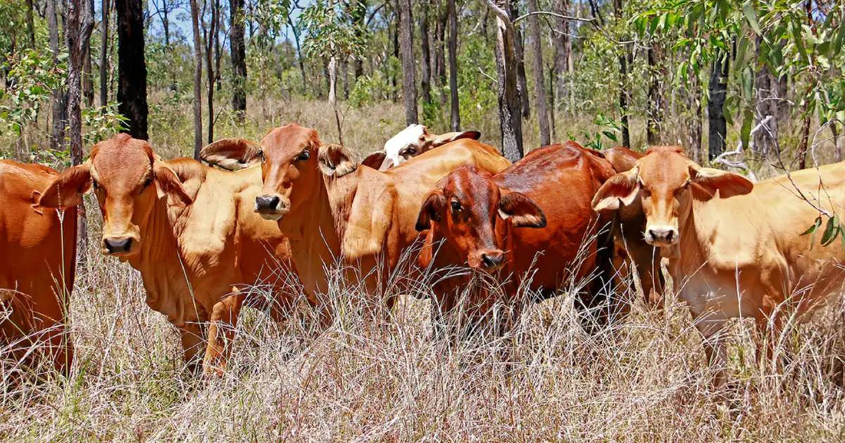 Breeder country to run 150 cows