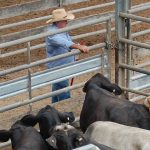 Casterton Angus weaner steers knocked down to out-of-state buyers