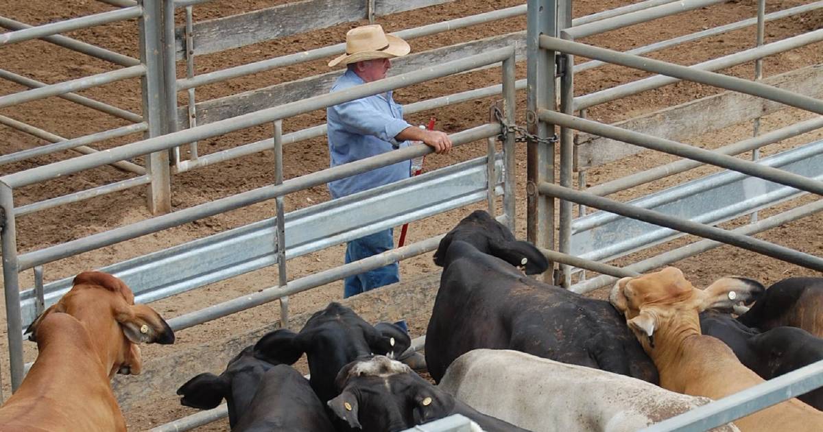 Early wet set to influence northern cattle market return