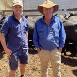 New safflower showing promise in South Australia