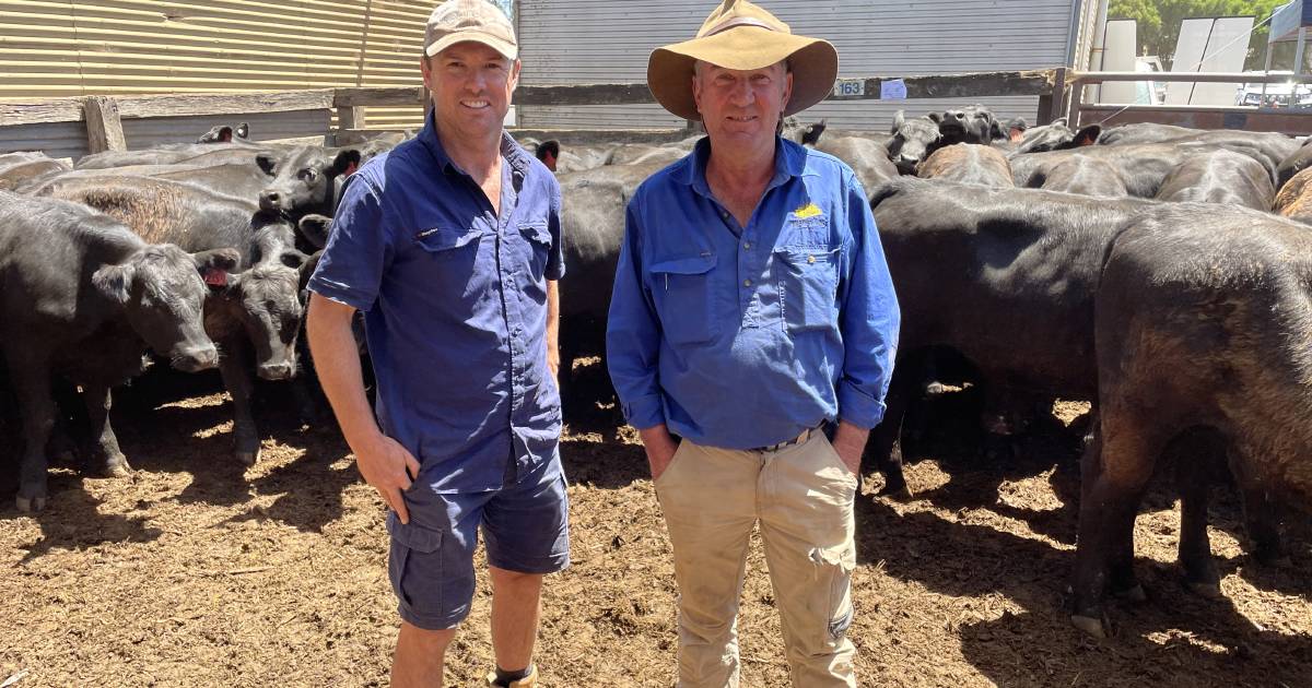 Graziers grasp Victorian weaner sales as some cattle prices ease $700 year-on-year