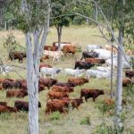 Australian Grains Genebank launches online seedbank | The Land